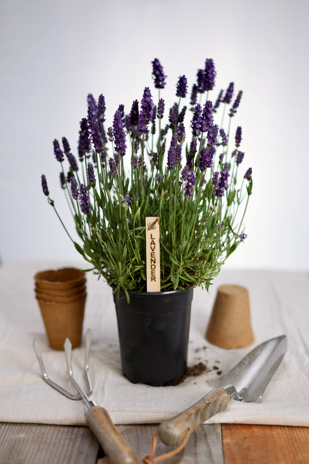 Potted lavender plant with gardening tools and a garden marker on a wooden surface