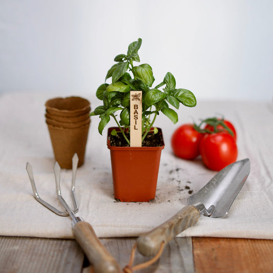 Potted basil with a garden marker on a wood surface.
