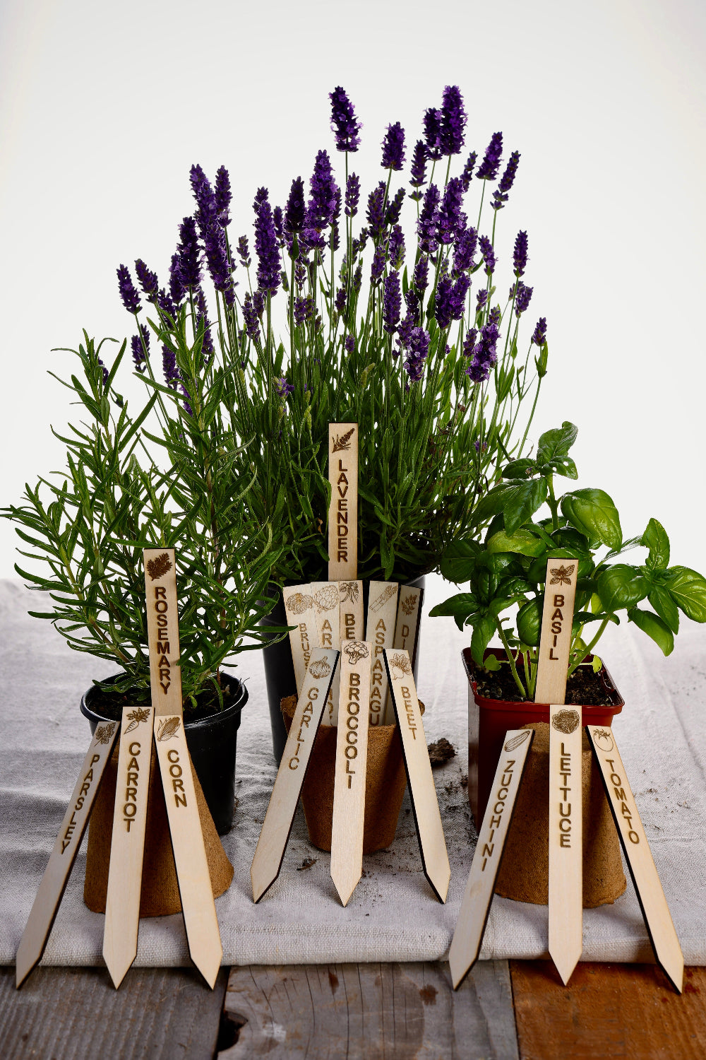 Potted plants with wooden labels on a rustic surface