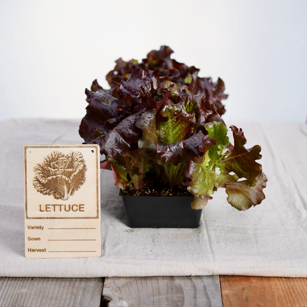 Wood Garden Placards