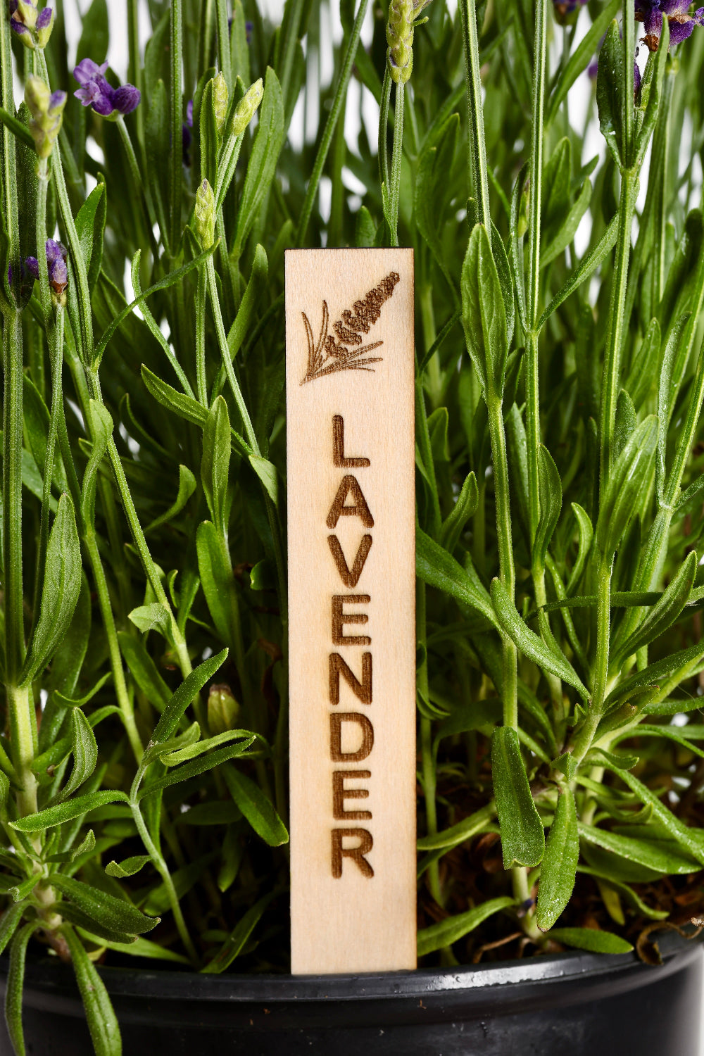 Wooden lavender plant label in a pot of lavender plants